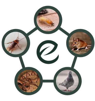 5 services Ecosan Hygiene Services
